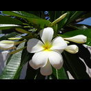  Duftender Frangipani 